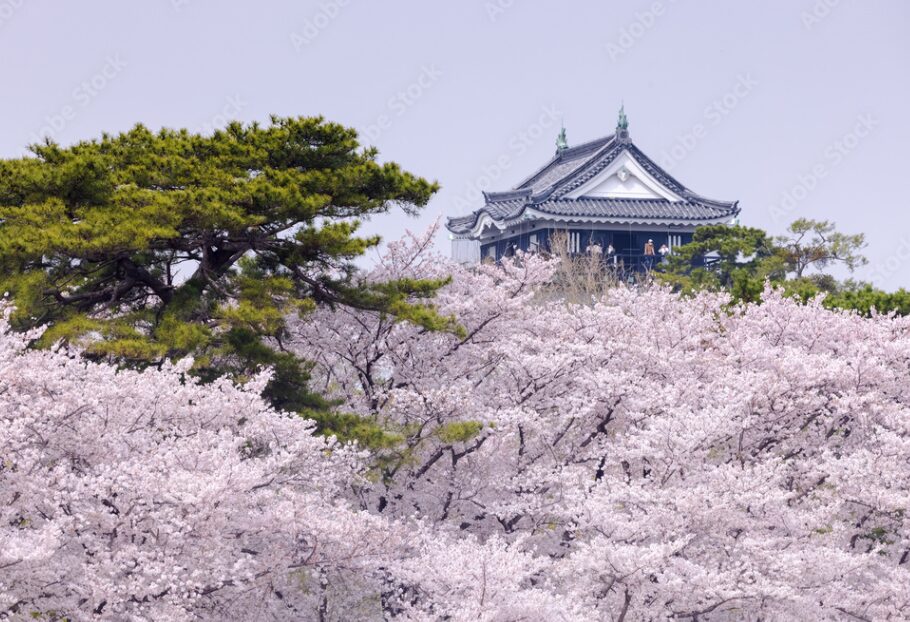 岡崎城桜
